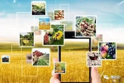 農業電商的概念界定與重要意義-當前農業電商的進展與問題、上